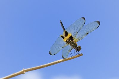 Striped flutterer dragonfly