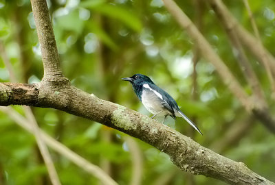 Oriental magpie robin - Dayallijster