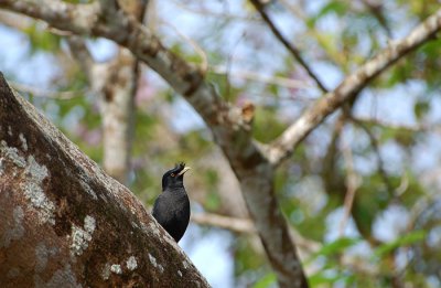 White vented myna - Grote maina