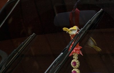 Common Tailorbird - Langstaartsnijdervoge