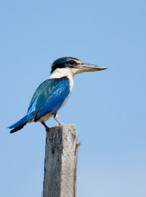 Collared Kingfisher