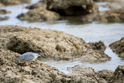 Little heron