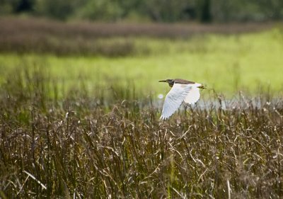 Pond heron