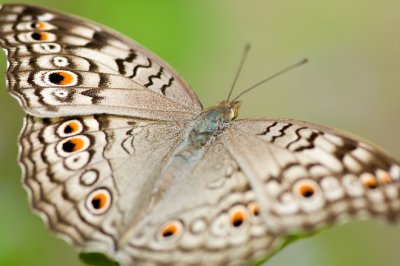 Grey Pansy (Junonia atlites atlites)