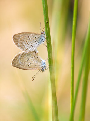 Pygmy grass blue's