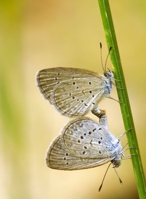 Pygmy grass blue's