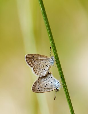 Pygmy grass blue's