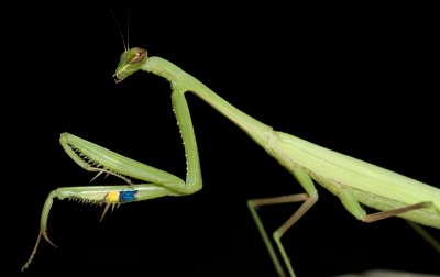 Praying mantis