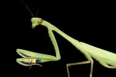 Praying mantis