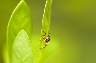 Jumping spider