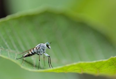 Robber fly