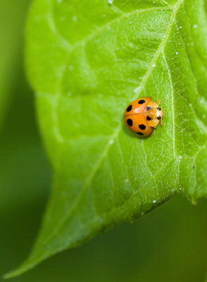 Ladybird