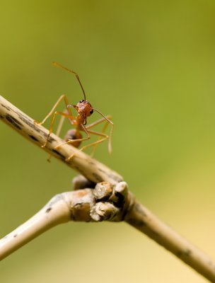 Red weaver ant