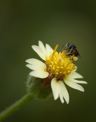 Small bee