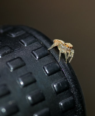 Jumping spider on tripod