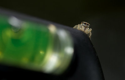 Jumping spider on tripod