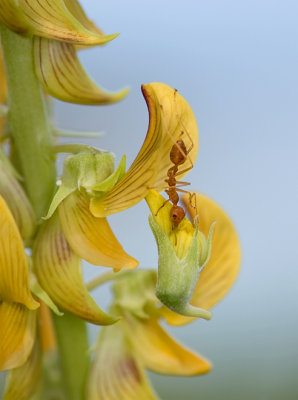 Red weaver ant picking flowers