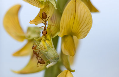 Red weaver ants picking flowers