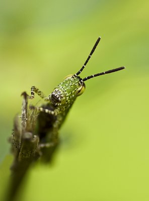 Grass hopper (nymph)