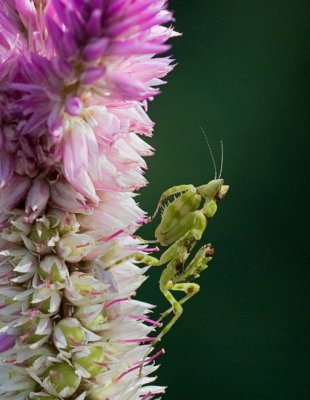 Nymph mantis