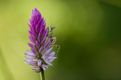 Nymph mantis