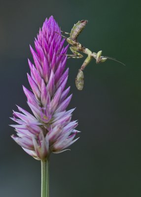 Nymph mantis