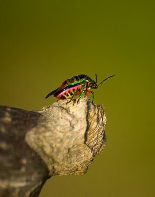 Jewel bug (Scutellaridae)