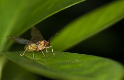 Queen red weaver ant