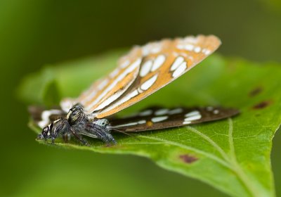 Jumping spider with common sailor