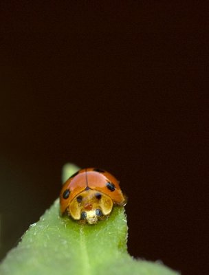 Ladybird