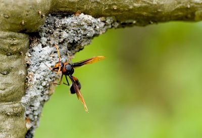 Red and black mud wasp