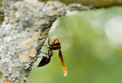 Red and black mud wasp