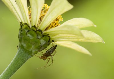 Lynx spider