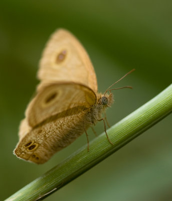 Common Four Ring (Ypthima huebneri)
