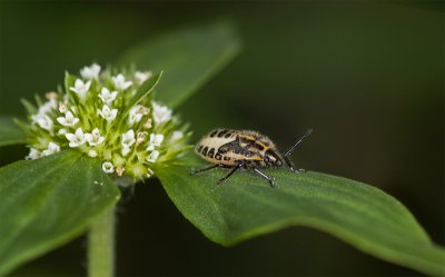 Young shield bug