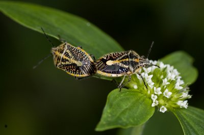 Mating shield bugs