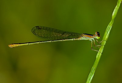 Damselfly