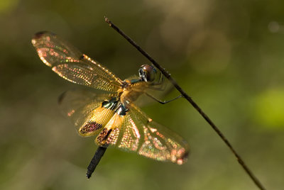 Striped flutterer dragonfly