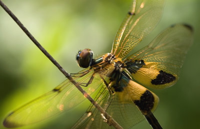 Striped flutterer dragonfly