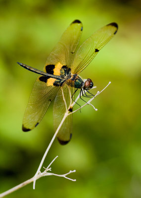 Striped flutterer dragonfly