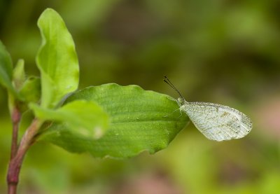 Psyche (Leptosia nina malayana)