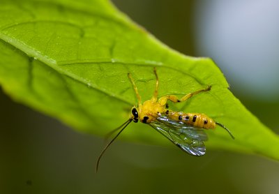 Scorpion wasp (Ichneumon)
