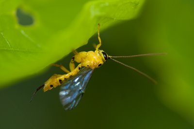 Scorpion wasp (Ichneumon)