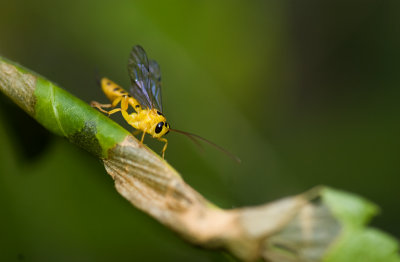 scorpion wasp (Iichneumon)