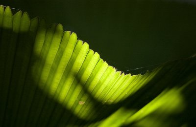 Palm leaf