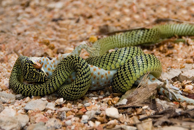 Golden Tree Snake vs tokay gecko