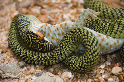 Golden Tree Snake vs tokay gecko