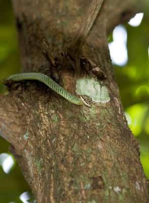Golden Tree Snake