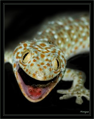 Tokay gecko (Gekko gecko)