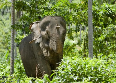Asian elephant - Aziatische olifant